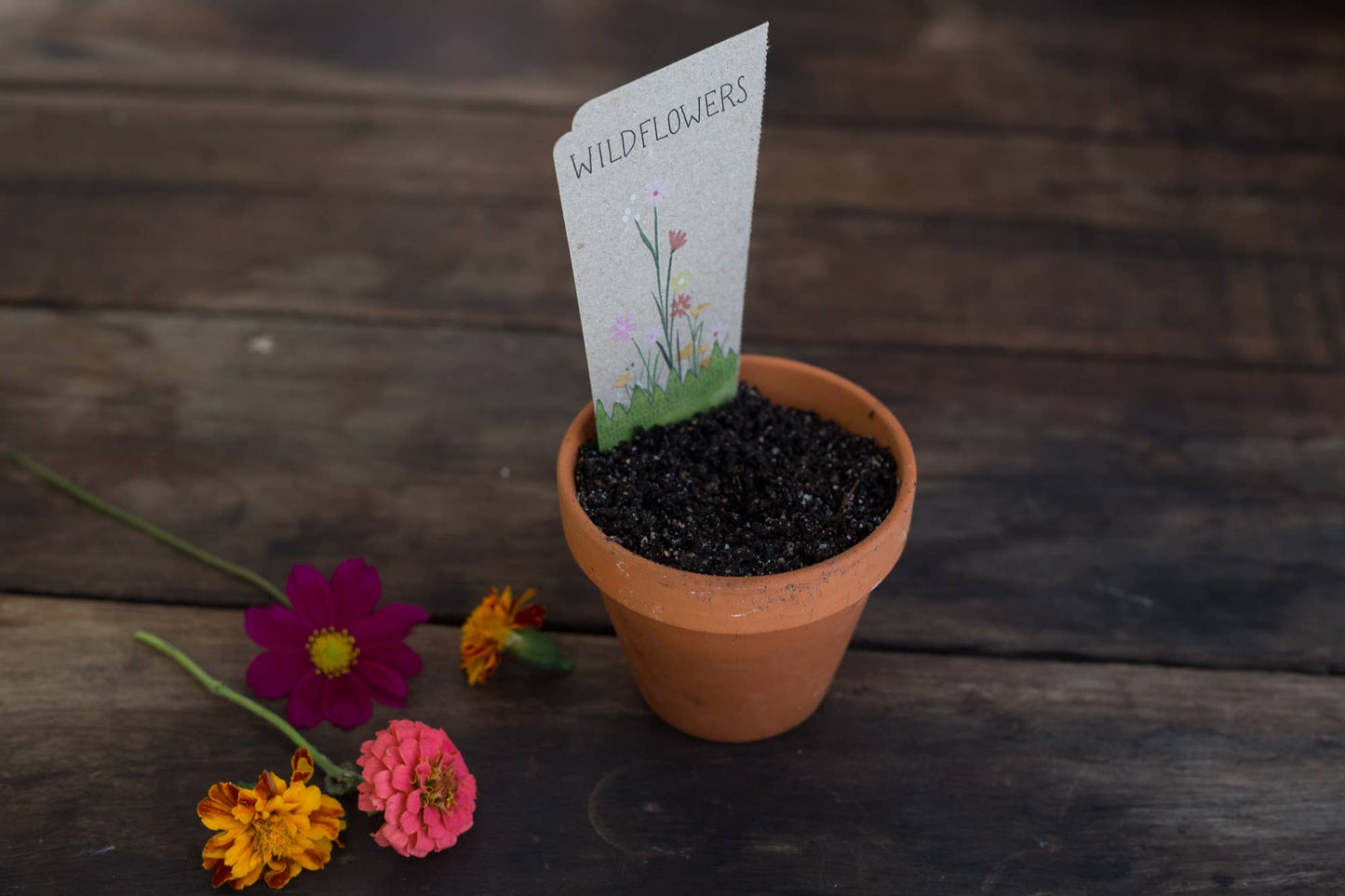 Wildflowers - Gift of Seeds
