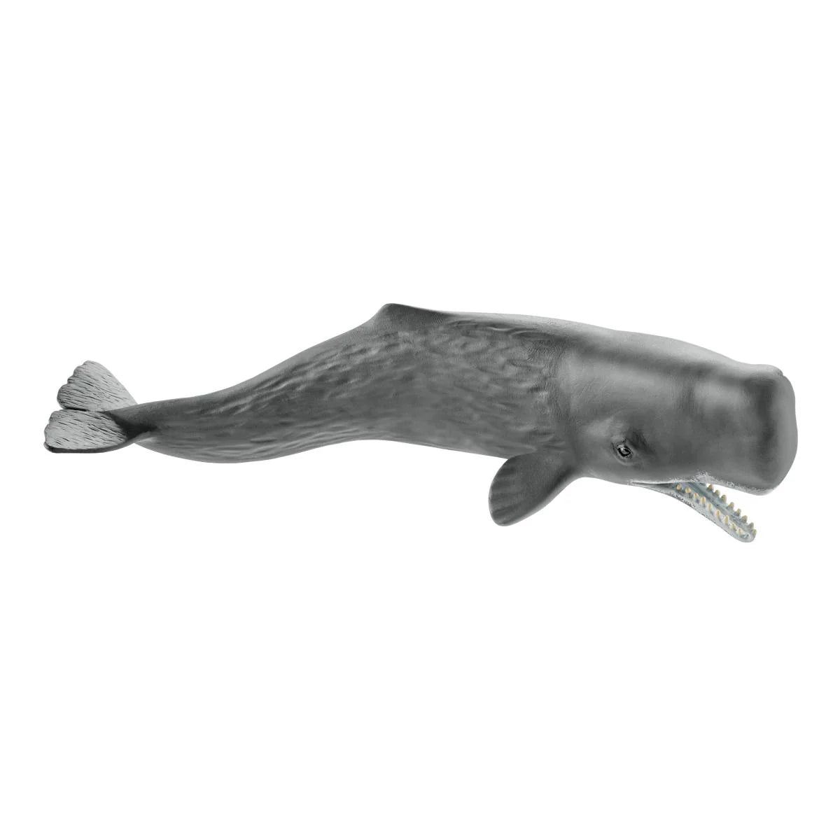 Gray whale model on a white background