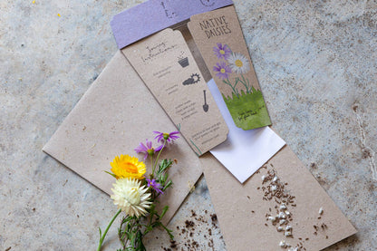 Native Daisies - Gift of Seeds