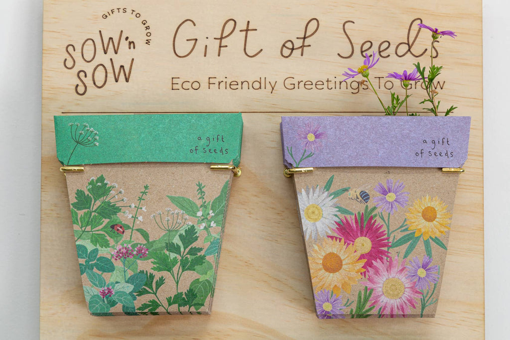 Native Daisies - Gift of Seeds