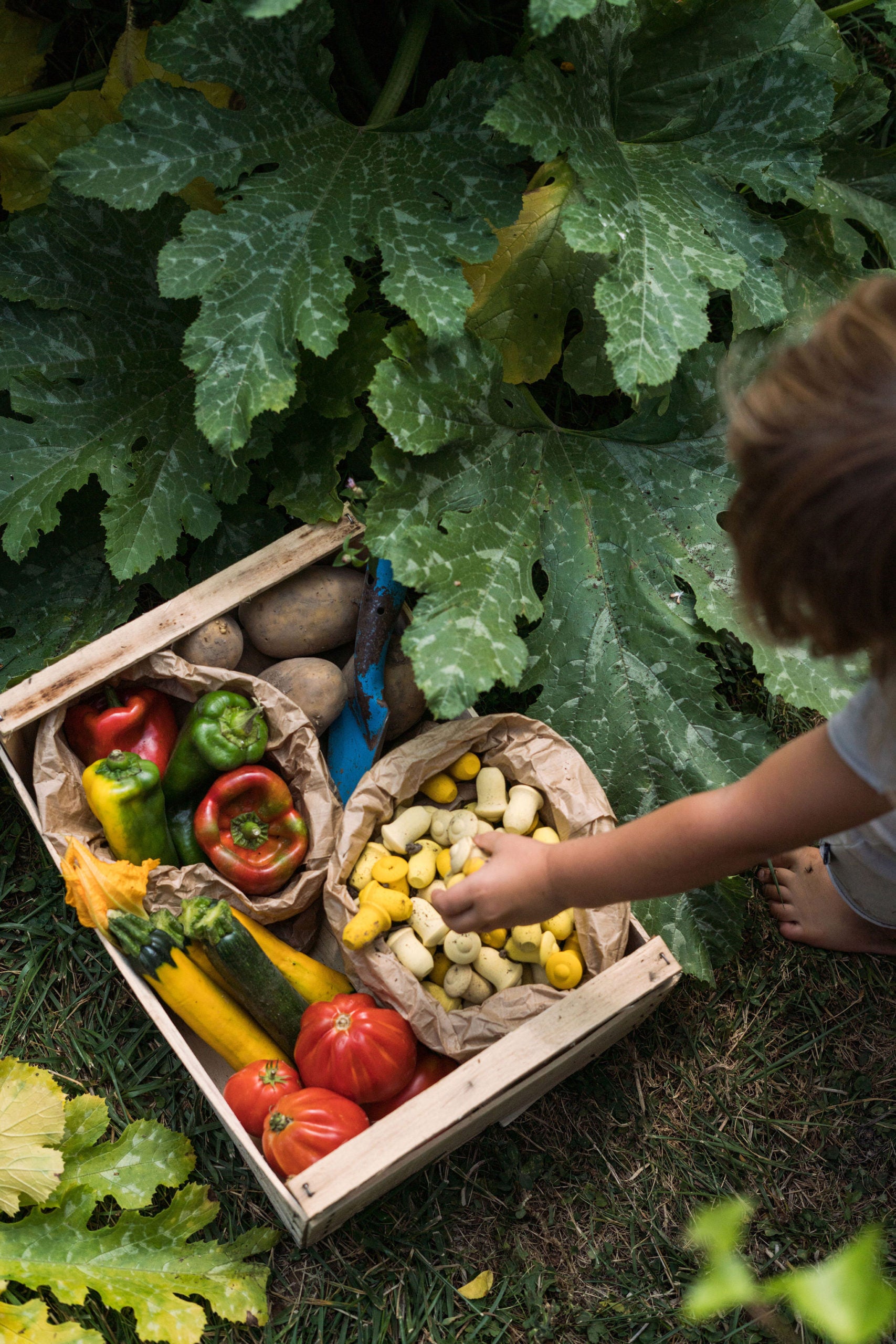 Box of fresh vegetables next to a child in a garden