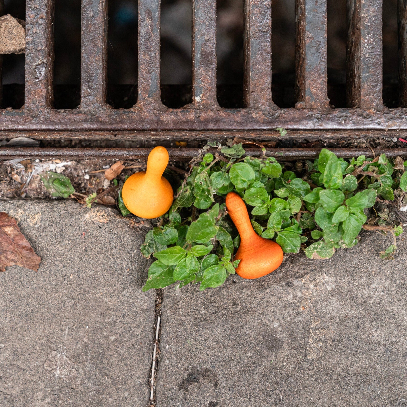 Two orange objects and green plants near a metal drain cover on a concrete surface.