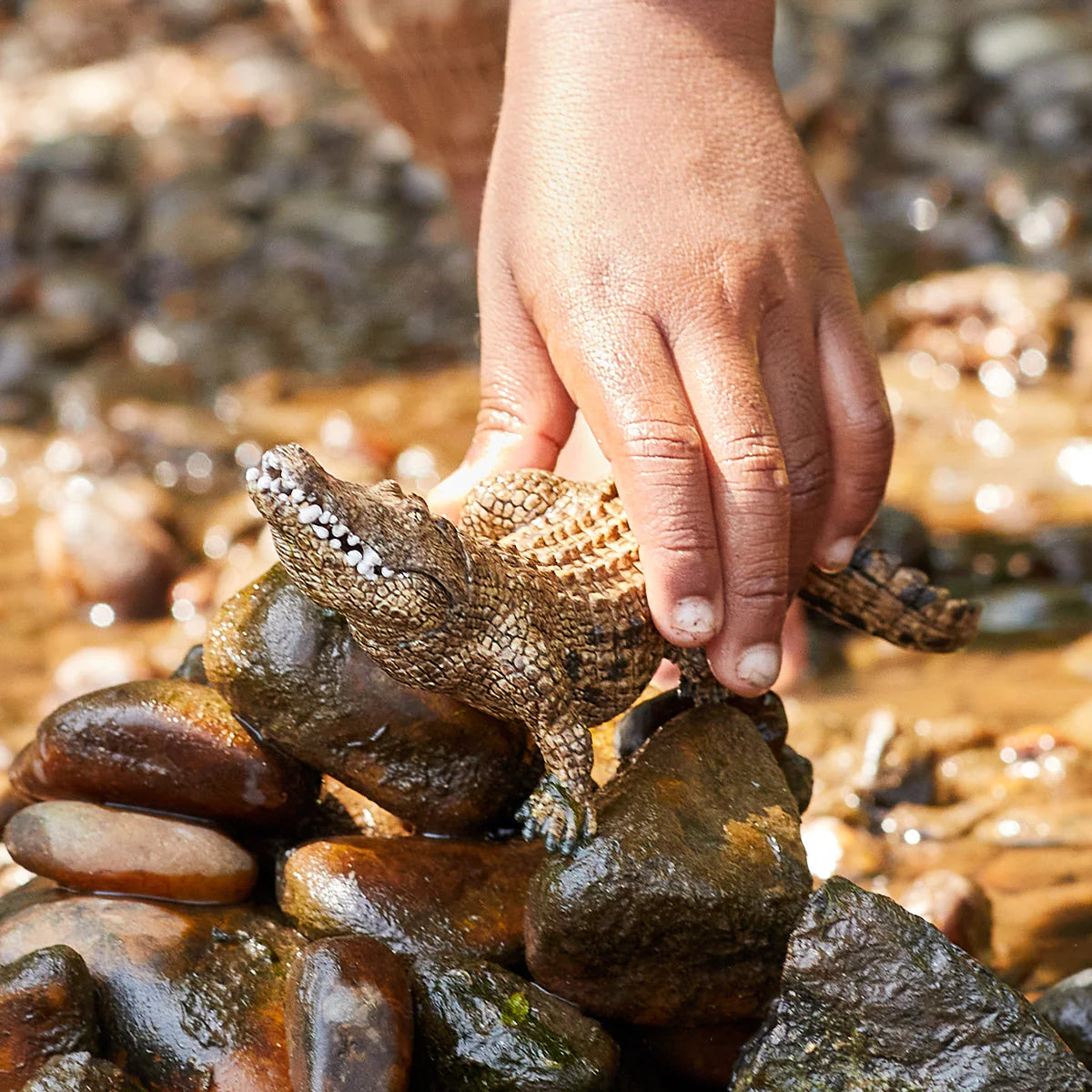 Small crocodile being held by a hand on a rocky surface with water in the background