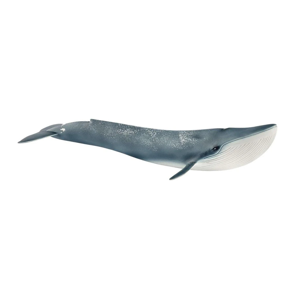 Blue whale illustration on a white background