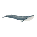 Blue whale illustration on a white background