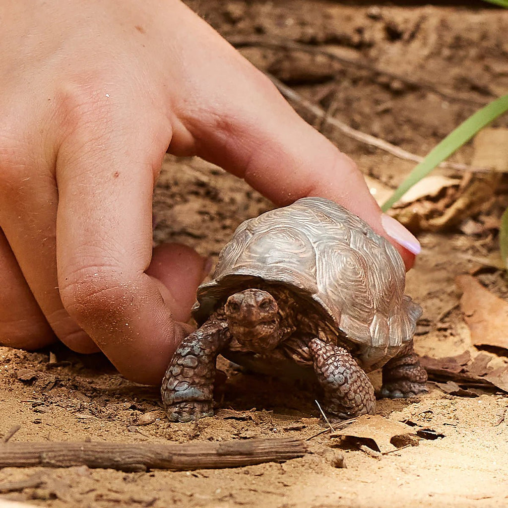 Small tortoise being held by a person's hand on a natural ground background