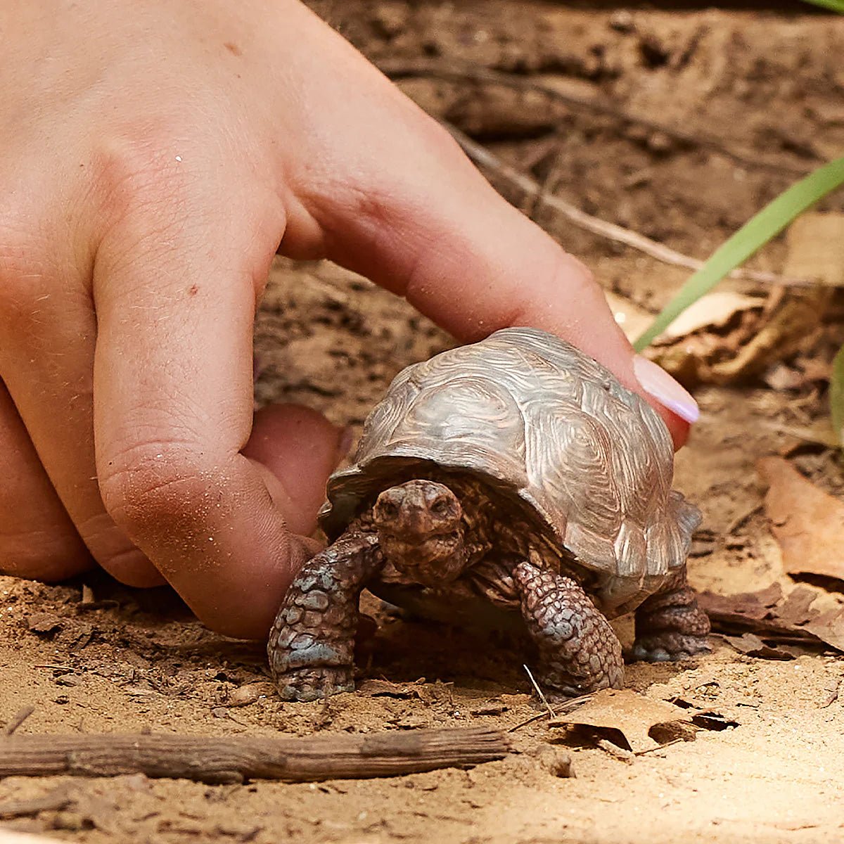 Small tortoise being held by a person's hand on a natural ground background