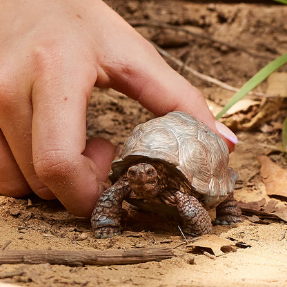 Small tortoise being held by a person's hand on a natural ground background