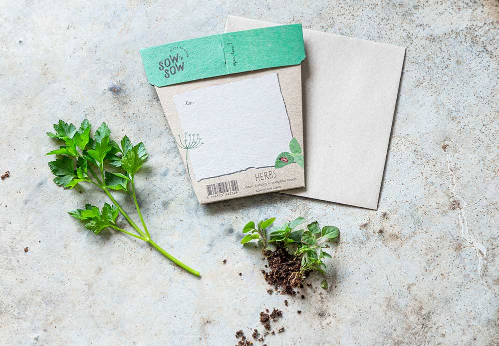 Herbs and seed packets on a textured surface